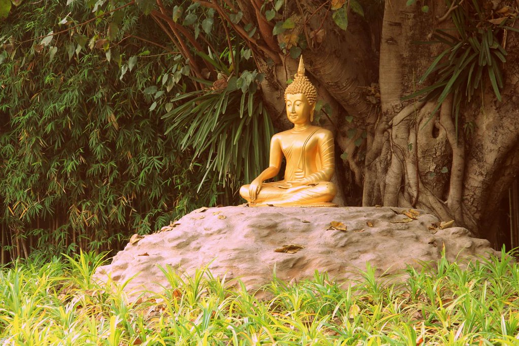 Religion Professor Holds Office Hours Under Bodhi Tree