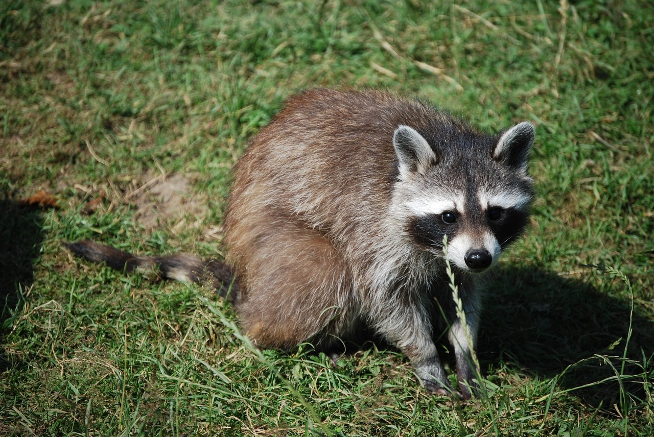 Dangerous Animals on the Prowl Around Campus