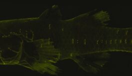 Schwalbe, Young on Bumblebee Gobies research, findings