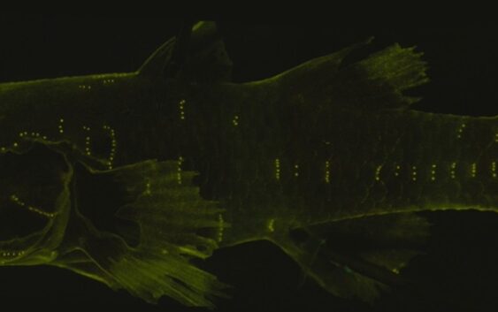 Picture of a Bumblebee Goby.