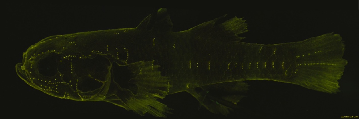 Schwalbe, Young on Bumblebee Gobies research, findings