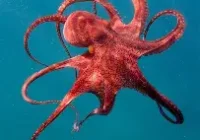 Ocean Intelligence: Why the Octopus is Exceptional Ocean Intelligence: Why the Octopus is Exceptional